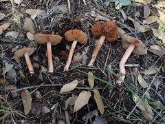 Inocybe roseifolia