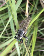 Promachus vertebratus