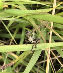 Promachus vertebratus