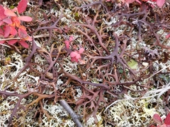 Masonhalea richardsonii