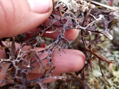 Masonhalea richardsonii