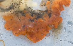 Botryllus schlosseri