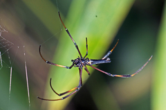 Nephila kuhli