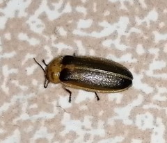 Luciolinae
