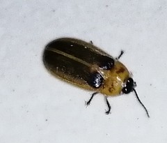 Luciolinae