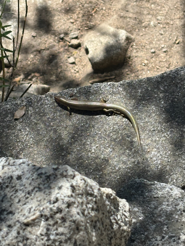 iNaturalist observation photo of Gilbert's Skink