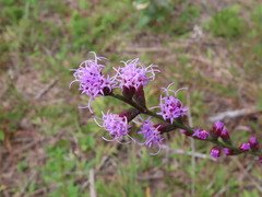 Liatris virgata