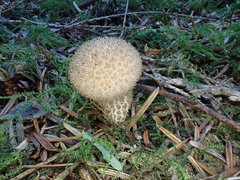 Lycoperdon pulcherrimum