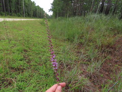Liatris tenuifolia