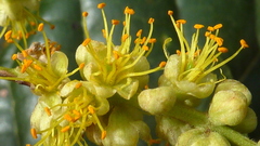 Tachigali densiflora