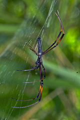 Nephila kuhli