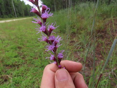 Liatris tenuifolia