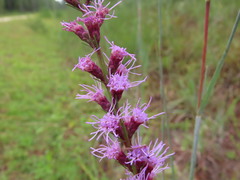 Liatris tenuifolia