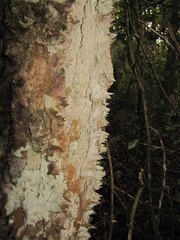 Ceiba schottii