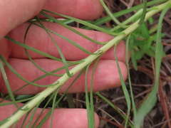 Liatris tenuifolia