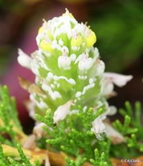 Castilleja ambigua