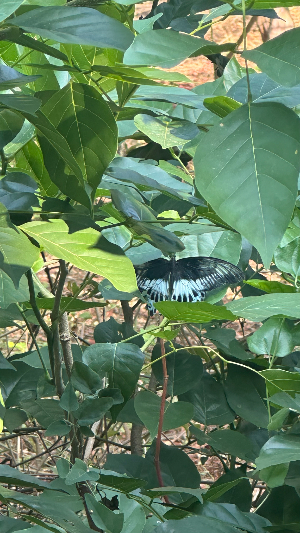 Island Mormon
