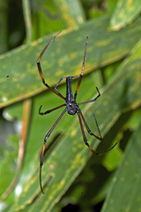 Nephila kuhli