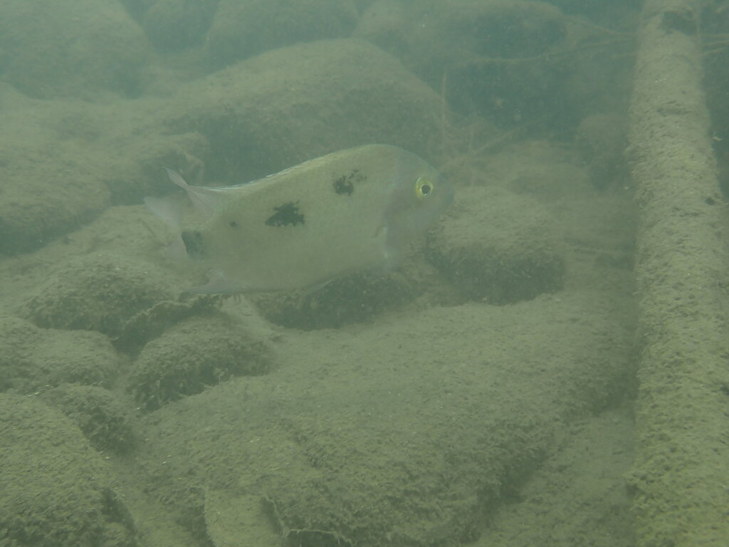 Regans cichlide (Maskaheros regani) — Cichlidae