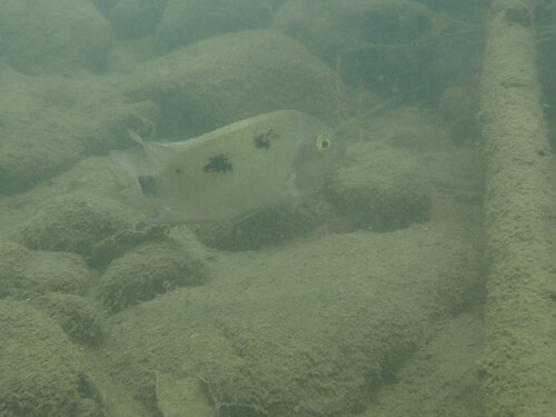 Regan's cichlid (Maskaheros regani) — Cichlidae