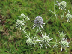 Eryngium aquaticum