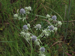 Eryngium aquaticum