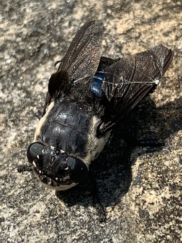 Mouse Bot Fly photo 5