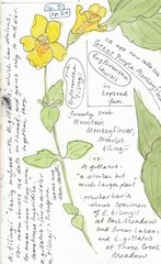 Erythranthe tilingii