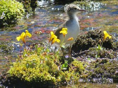 Erythranthe tilingii