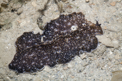 Acanthozoon