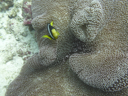 Clark's Anemonefish — seen at this dive site