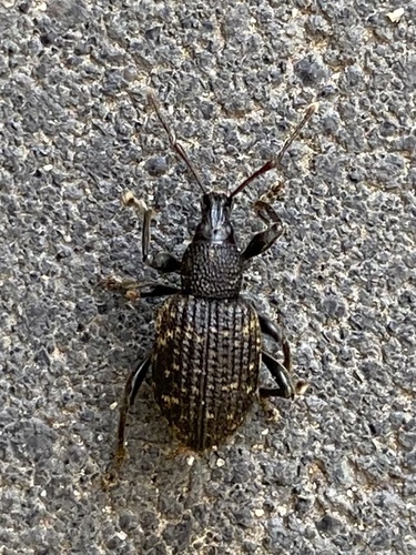 Black Vine Weevil, Sint Servatiusweg, Venray, Limburg, NL, photo 10 of 10