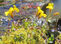 Erythranthe tilingii