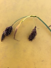 Carex spectabilis