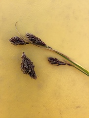 Carex spectabilis