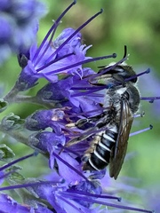 Megachile montivaga