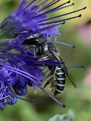 Megachile montivaga