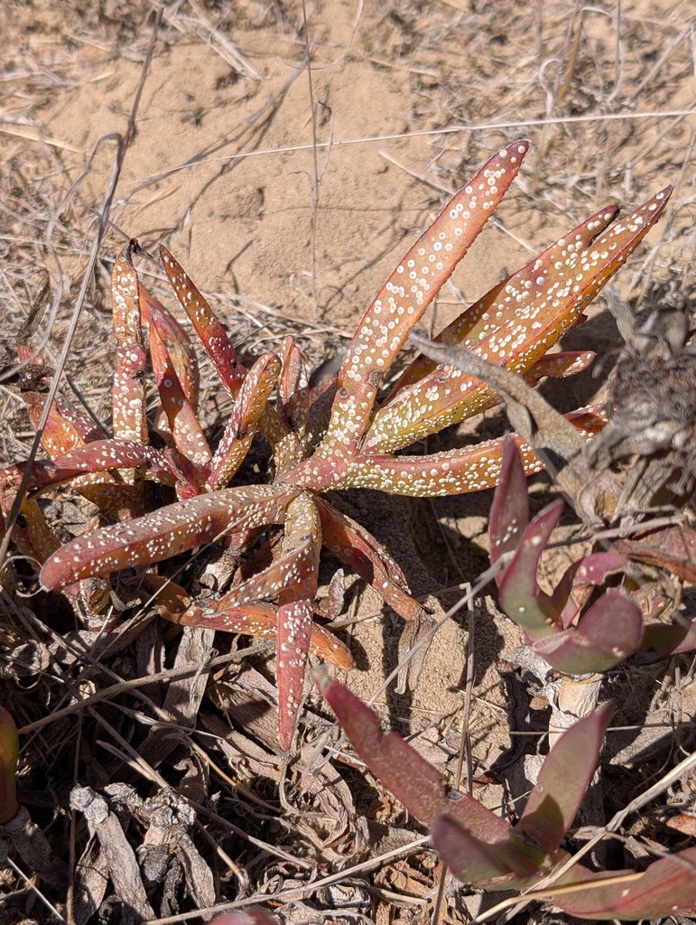 Entaspidiotus