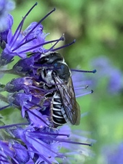 Megachile montivaga