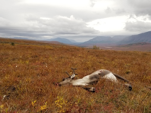 Caribou photographed in Alaska