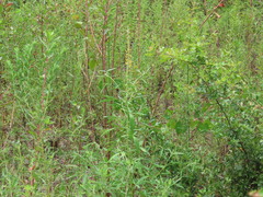 Crotalaria lanceolata