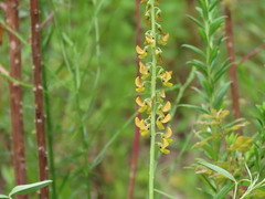 Crotalaria lanceolata