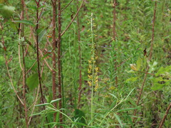 Crotalaria lanceolata