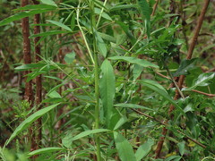 Crotalaria lanceolata