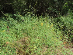 Crotalaria lanceolata