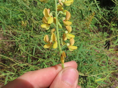 Crotalaria lanceolata
