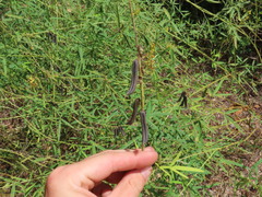 Crotalaria lanceolata