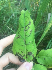 Stigmella populetorum