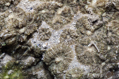 Rhodactis bryoides