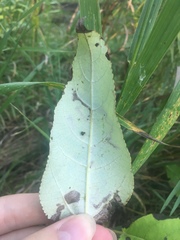 Stigmella populetorum